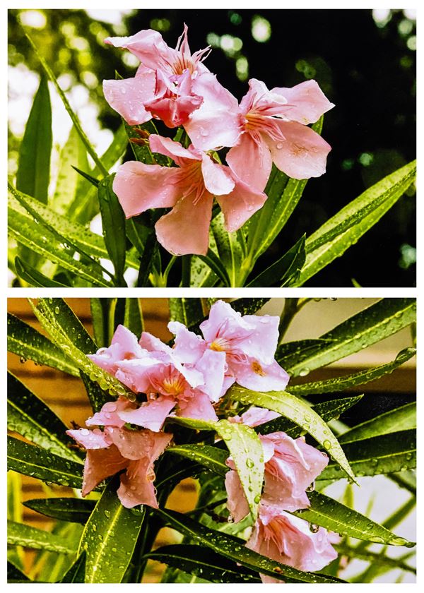 Abbas Gharib - Lotto di due fotografie Senza titolo, dalla serie "Flowers”