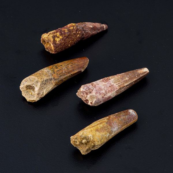 Quattro grandi denti di Spinosaurus sp. Spinosaurus Aegyptiacus