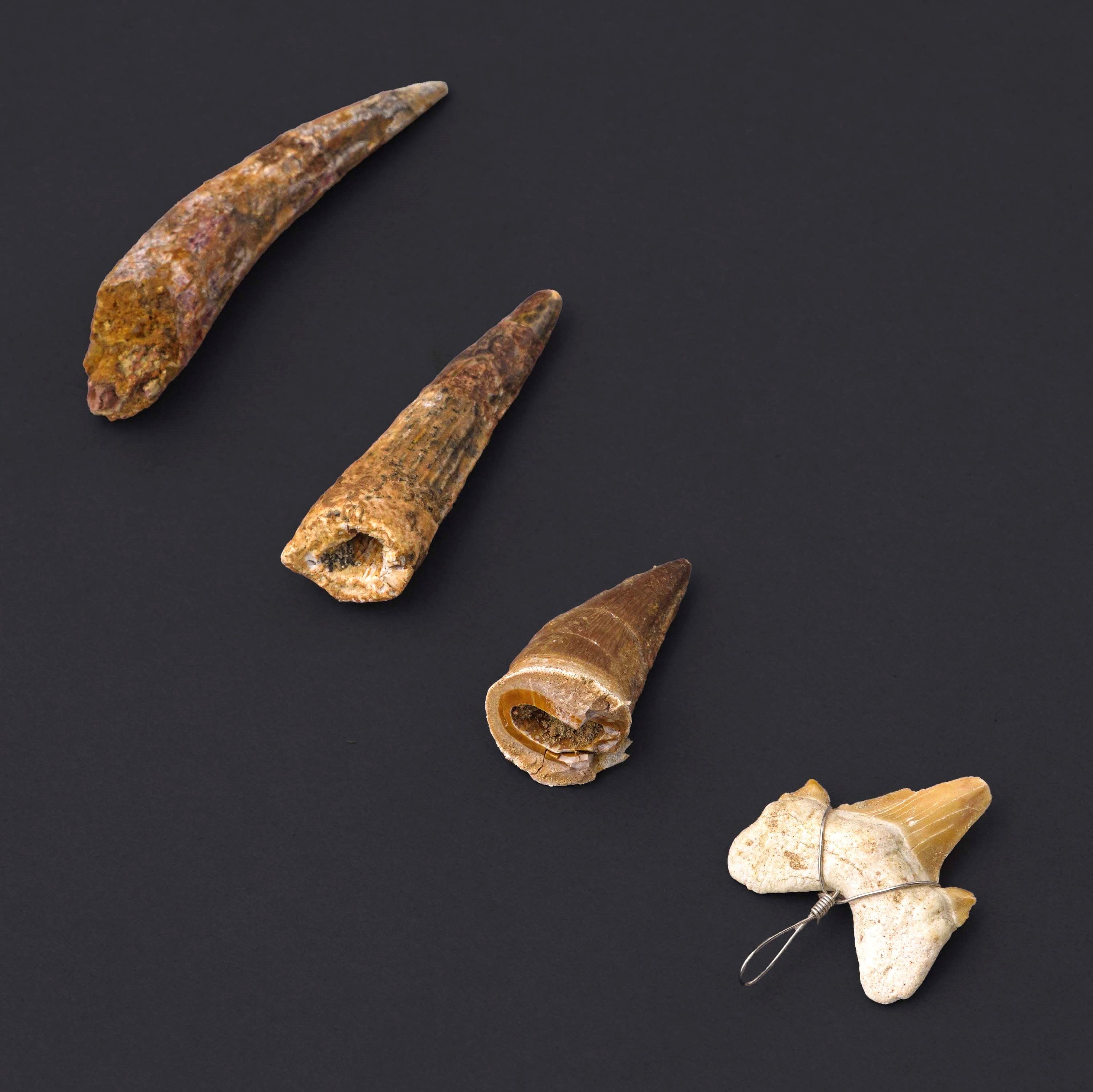 Gruppo di Quattro Denti Fossiliplesiosaurus Sp. (zarafasaura)spinosaurus Aegyptiacusmosasaurus Sp...