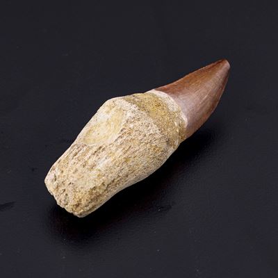 Bellissimo Esemplare di Dente con Radice di Mosasauro Sp.leiodon Anceps