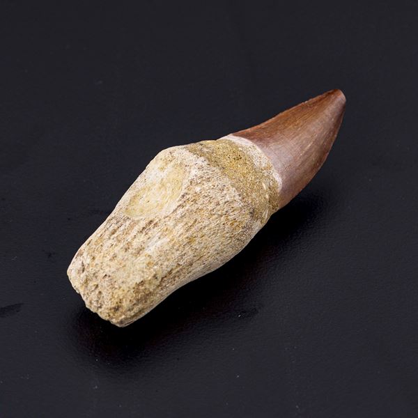 Bellissimo esemplare di dente con radice di Mosasauro sp. Leiodon Anceps