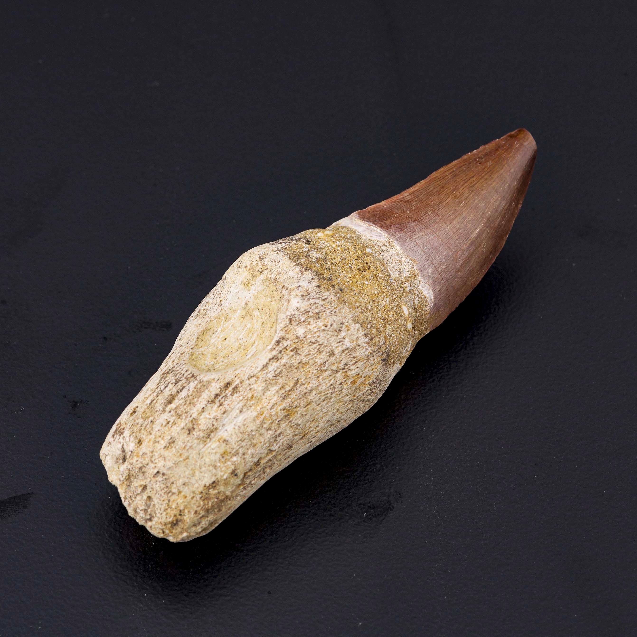 Bellissimo Esemplare di Dente con Radice di Mosasauro Sp.leiodon Anceps