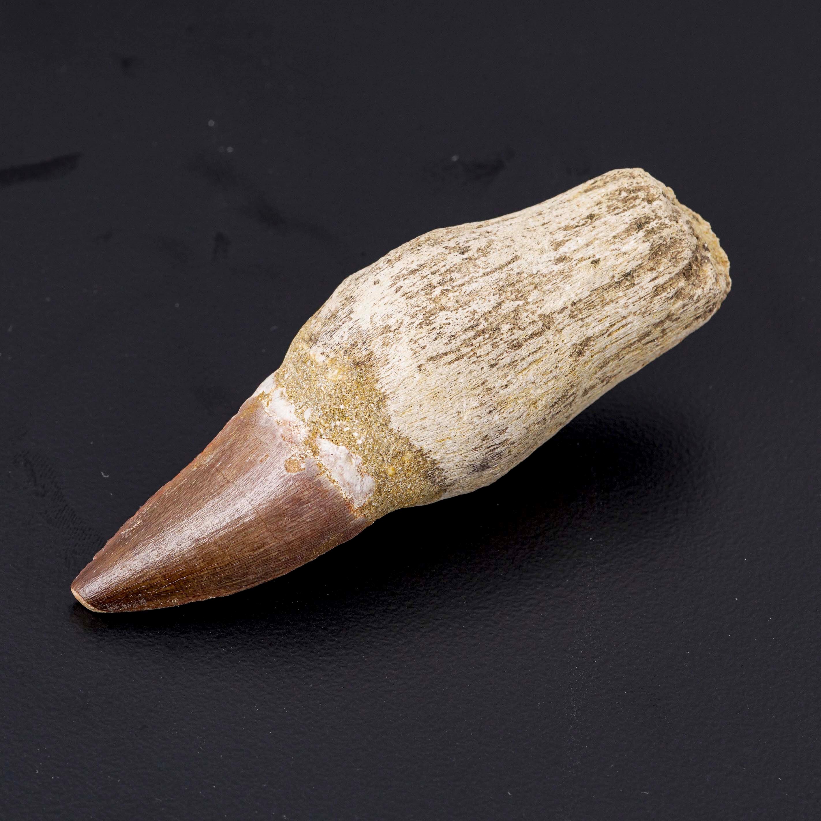 Bellissimo Esemplare di Dente con Radice di Mosasauro Sp.leiodon Anceps