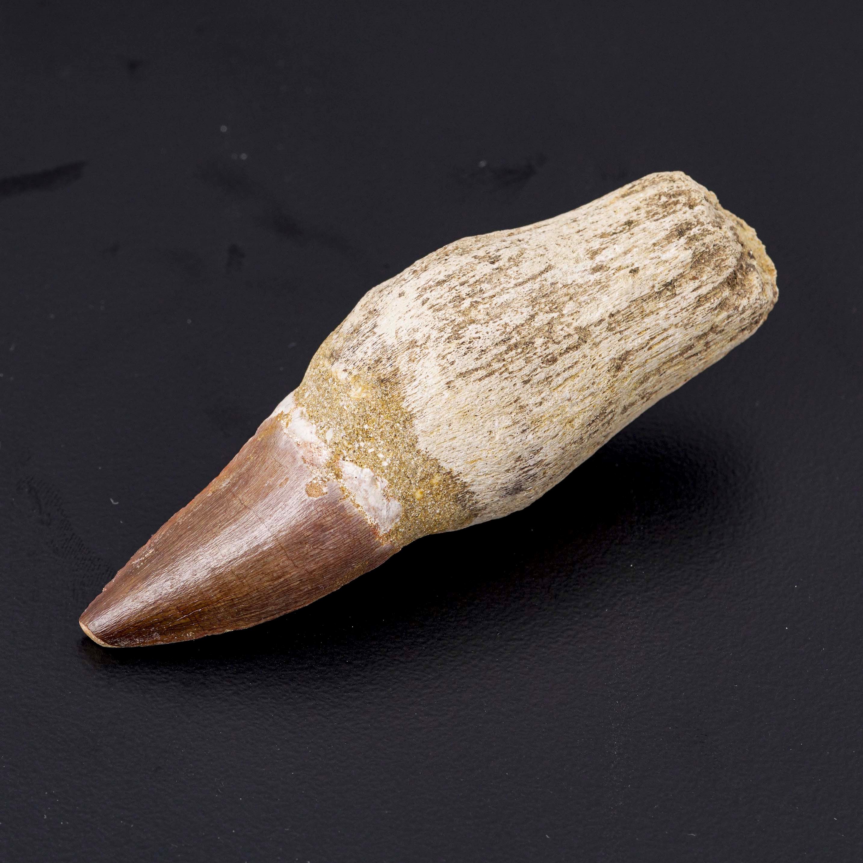 Bellissimo Esemplare di Dente con Radice di Mosasauro Sp.leiodon Anceps