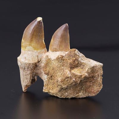 Mascella con Due Denti di Mosasauro Sp. con Radici Parzialileiodon Anceps