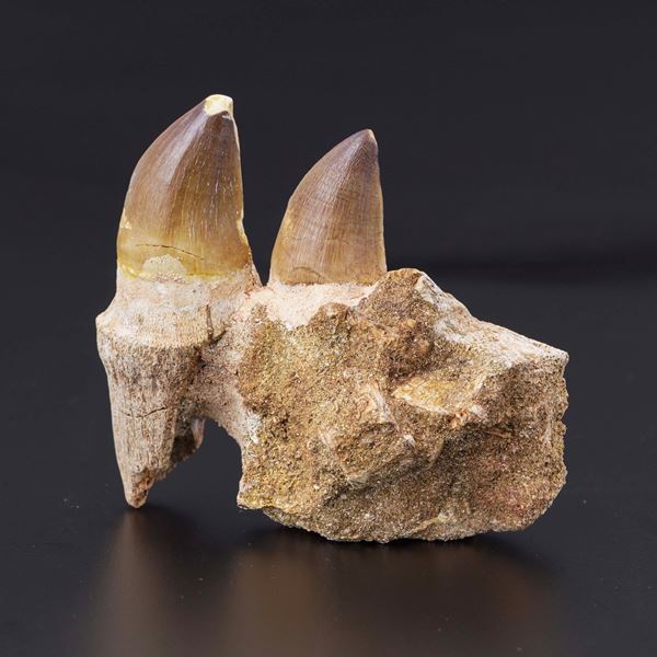Mascella con due denti di Mosasauro sp. con radici parziali Leiodon Anceps