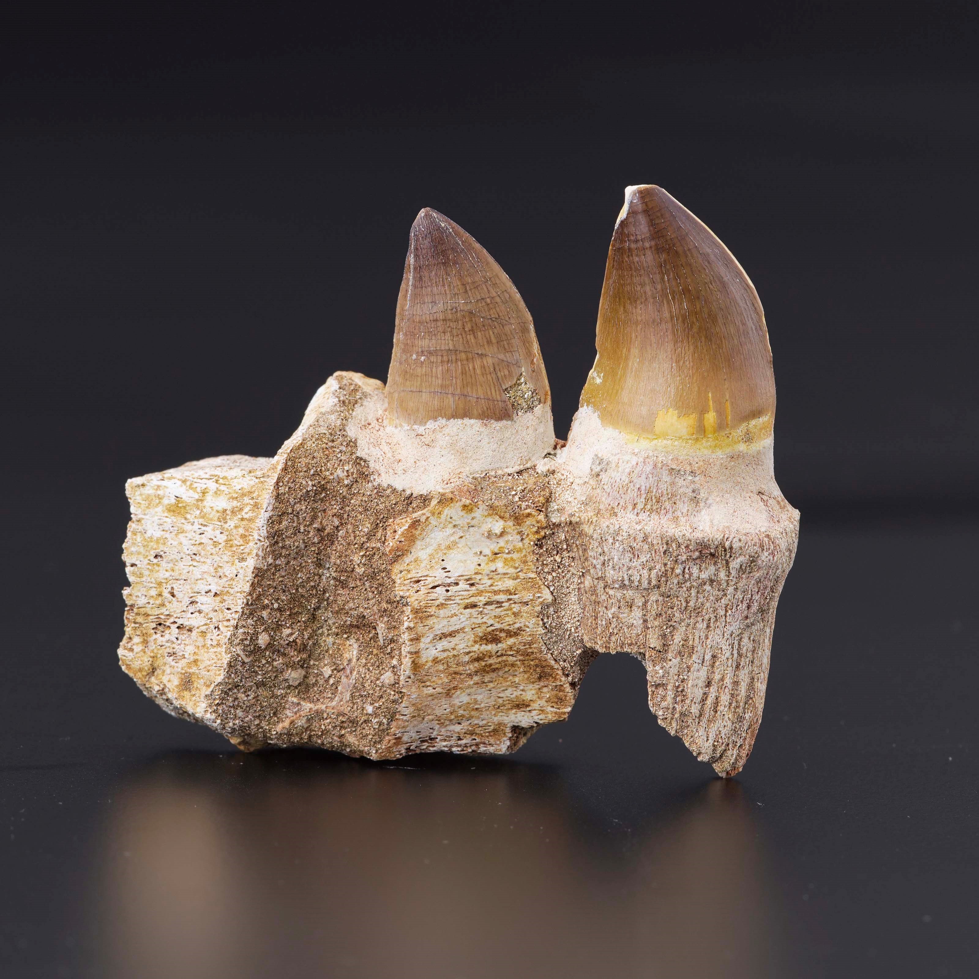 Mascella con Due Denti di Mosasauro Sp. con Radici Parzialileiodon Anceps