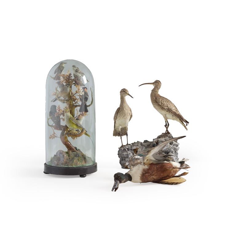 Lotto di composizioni di uccelli impagliati  - Auction Italian Mansions TIME - Cambi Casa d'Aste