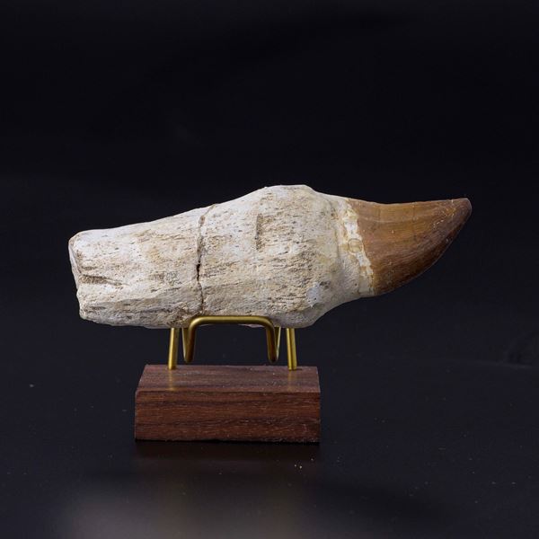 Raro dente di Mosasauro sp. della sottospecie Stelladens Mysteriosus