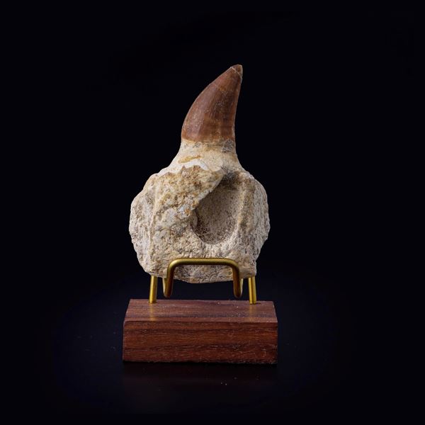 Mascella di Mosasauro sp. Leiodon Anceps