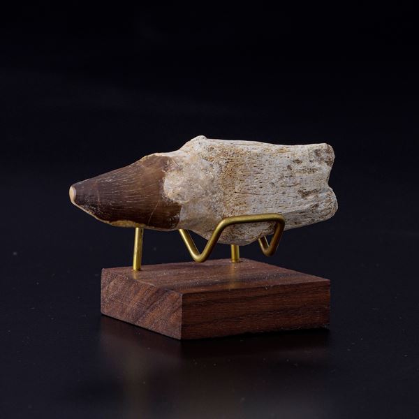 Dente Mosasaurus sp. Leiodon Anceps