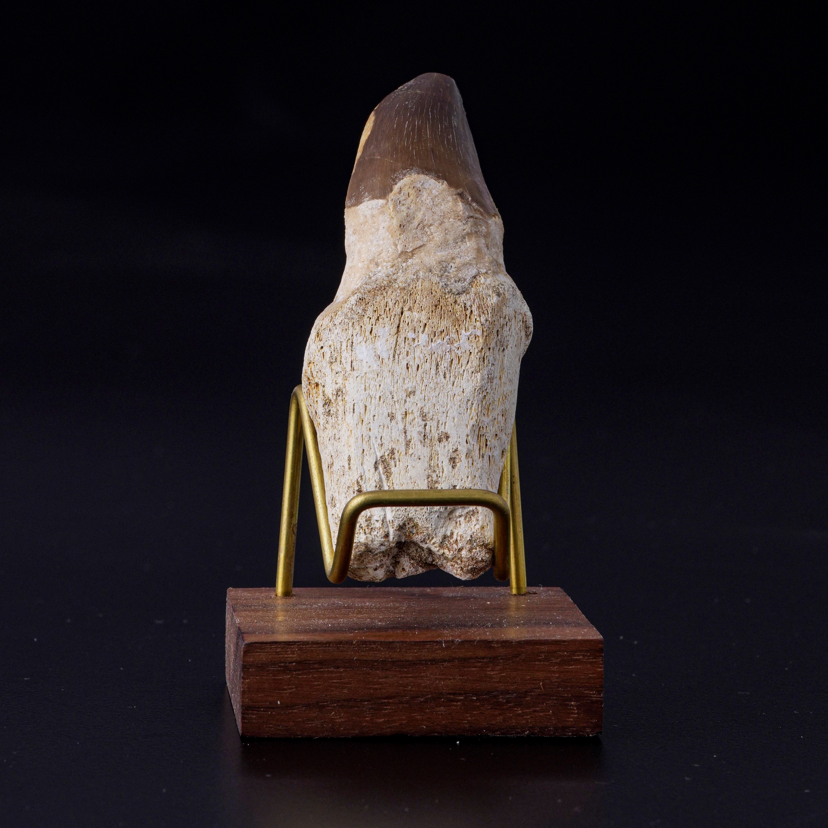 Dente di Mosasaurus sp. Leiodon Anceps, Late Cretaceous