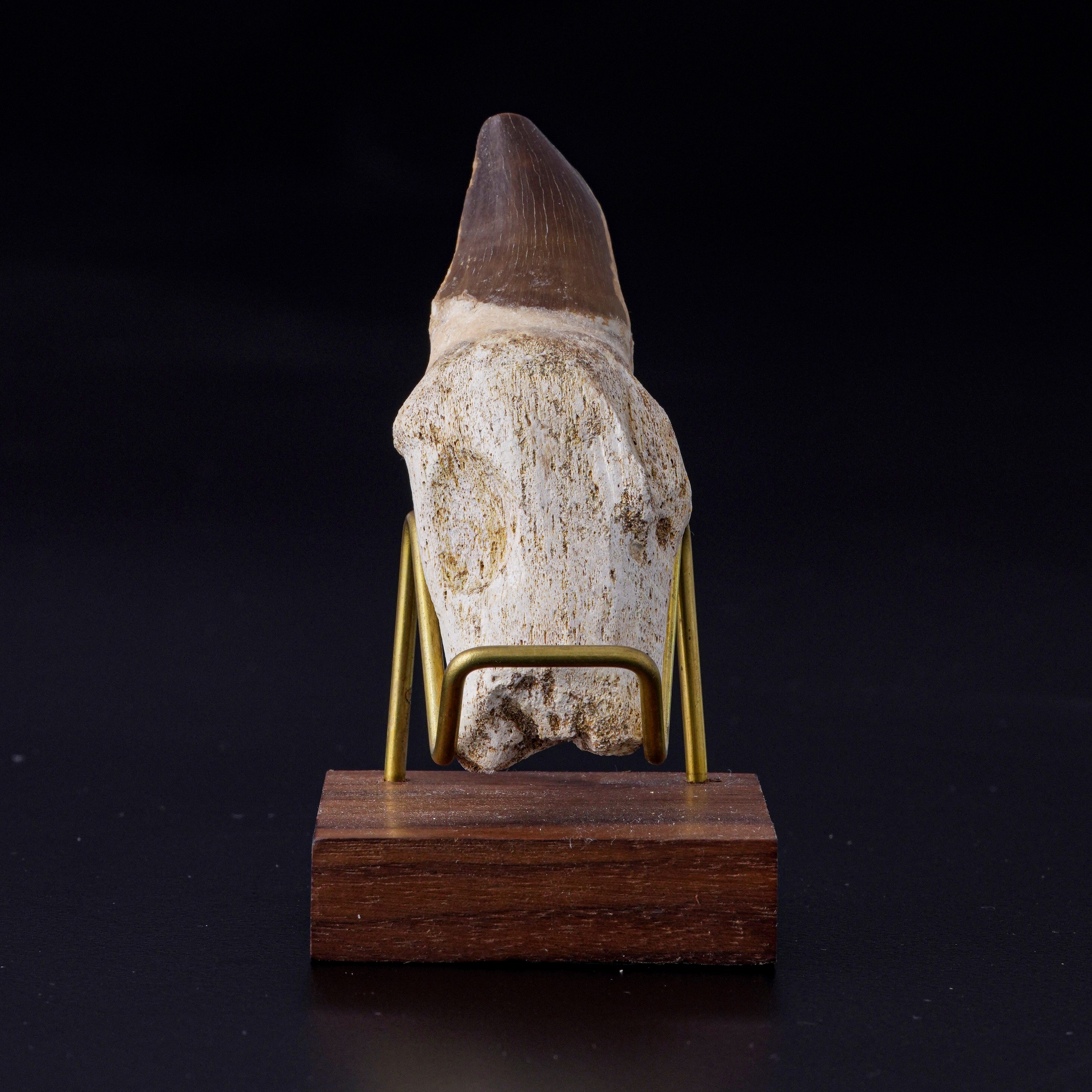 Dente di Mosasaurus sp. Leiodon Anceps, Late Cretaceous