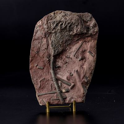 Crinoidea Miller, Rarissimo esemplare fossile del Devoniano su lastra in pietra ricomposta