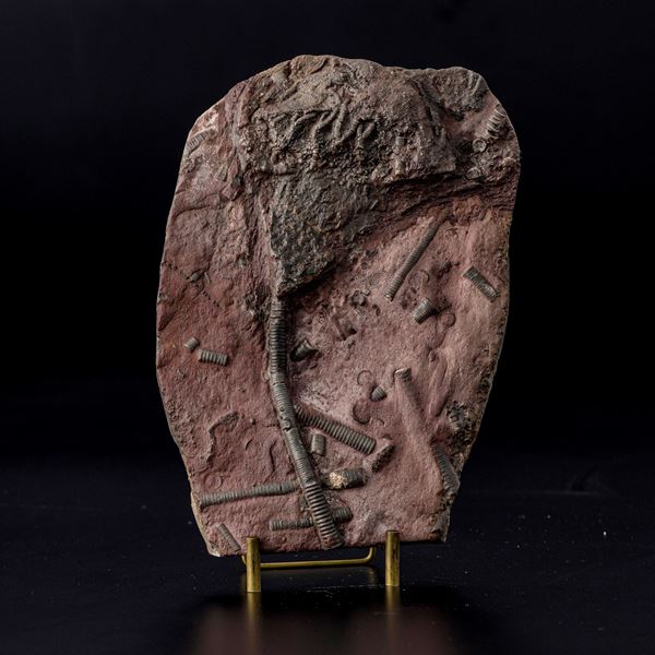 Rarissimo crinoide (Crinoidea Miller), Devoniano (419.2 - 358.9 millioni di anni)