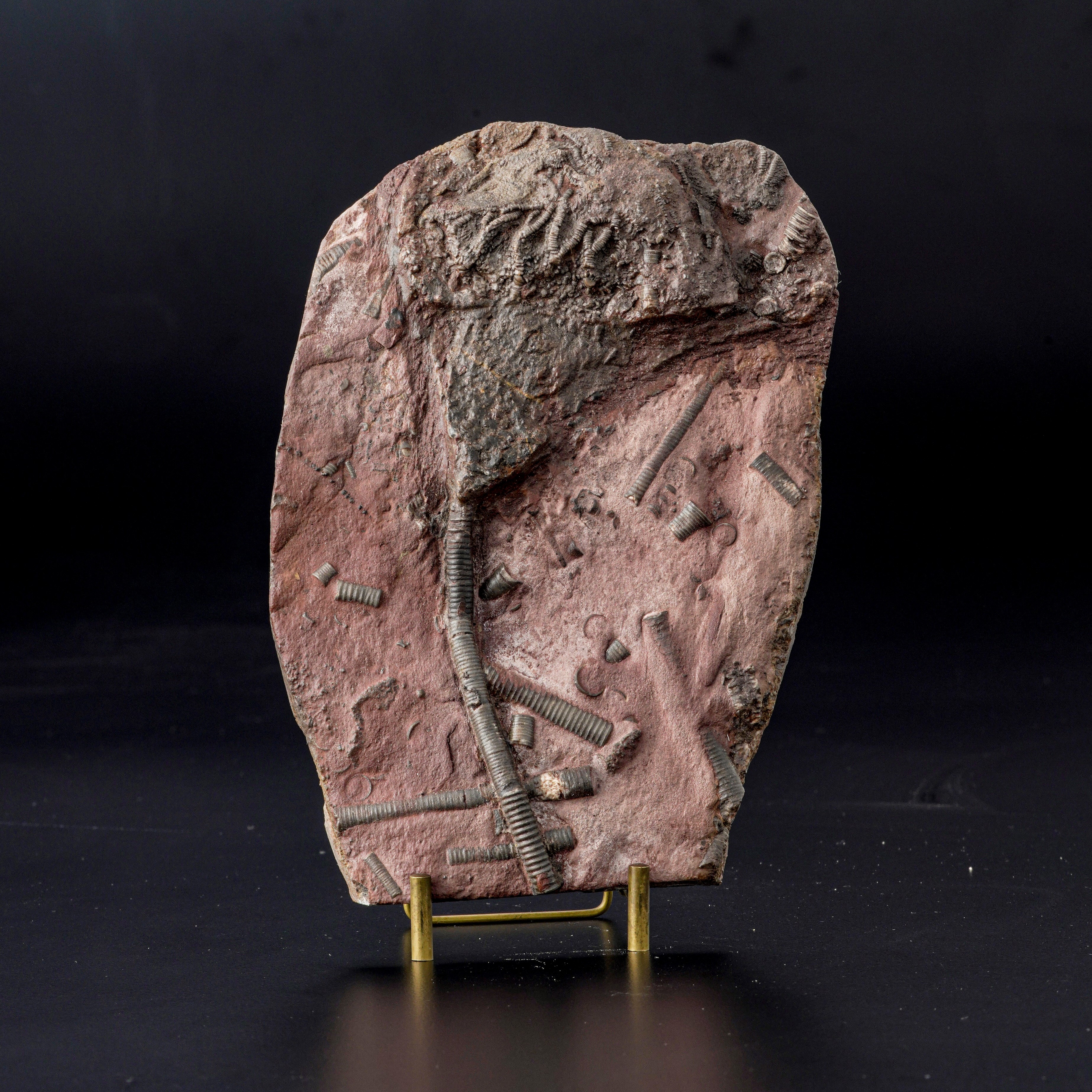 Crinoidea Miller, Rarissimo esemplare fossile del Devoniano su lastra in pietra ricomposta