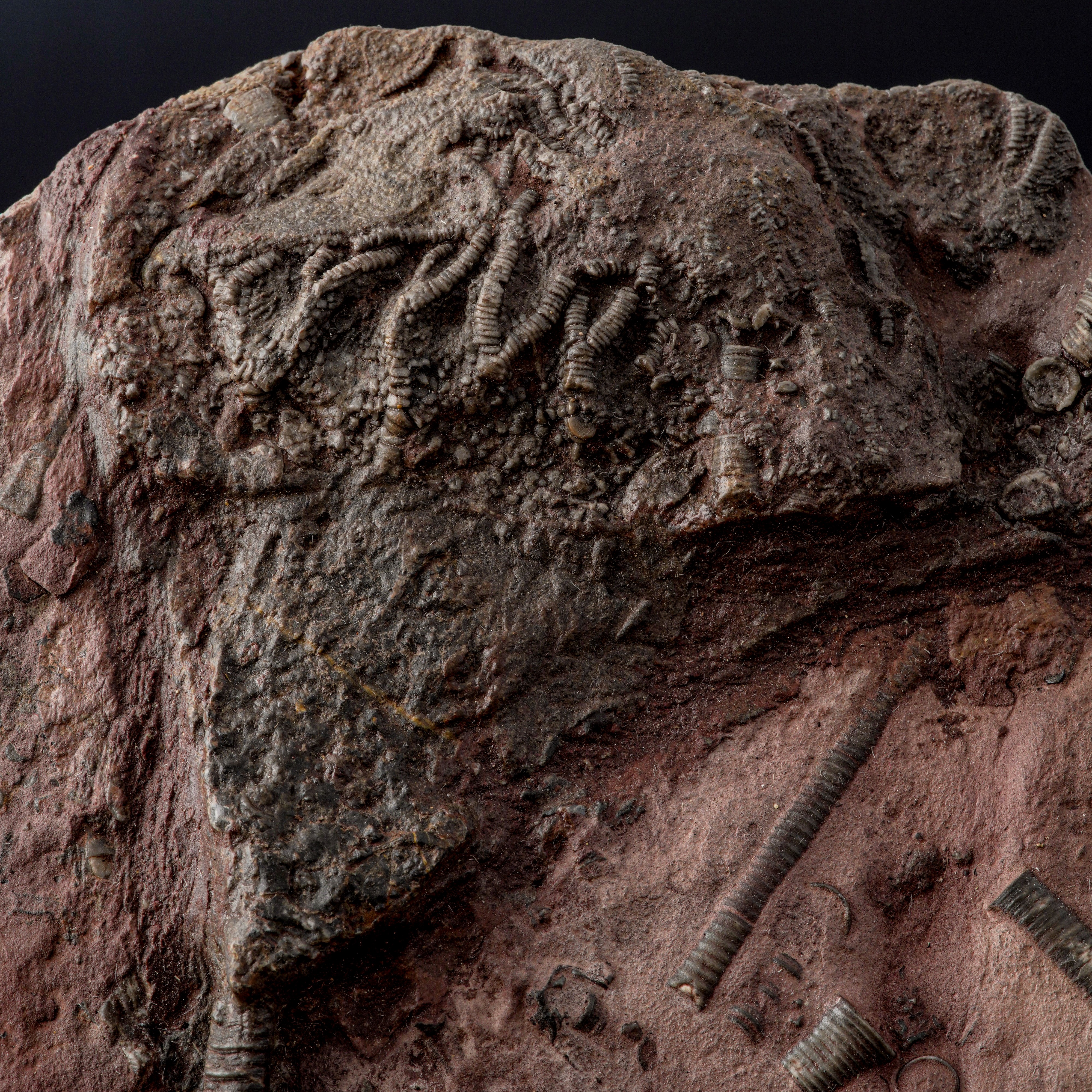 Crinoidea Miller, Rarissimo esemplare fossile del Devoniano su lastra in pietra ricomposta