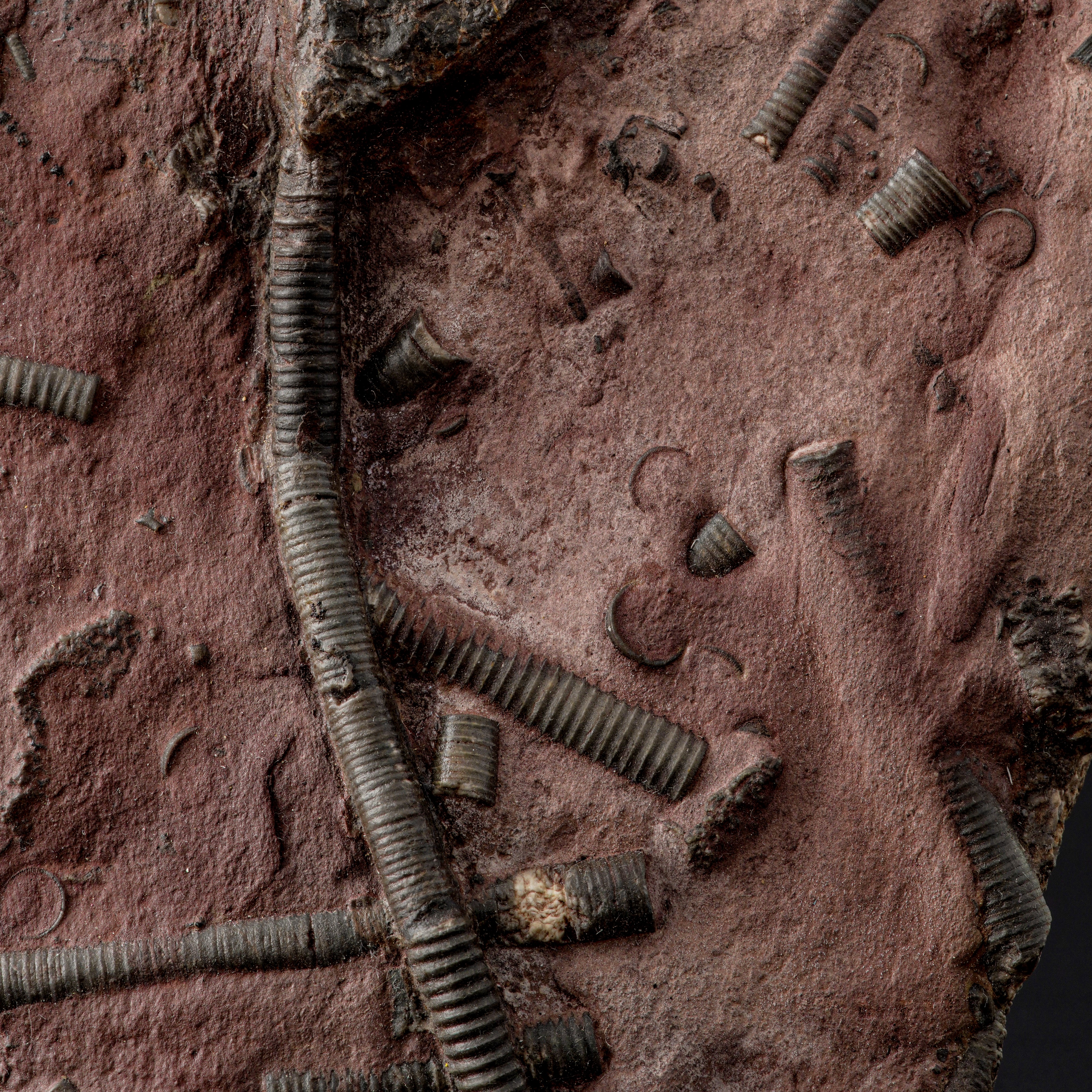 Crinoidea Miller, Rarissimo esemplare fossile del Devoniano su lastra in pietra ricomposta