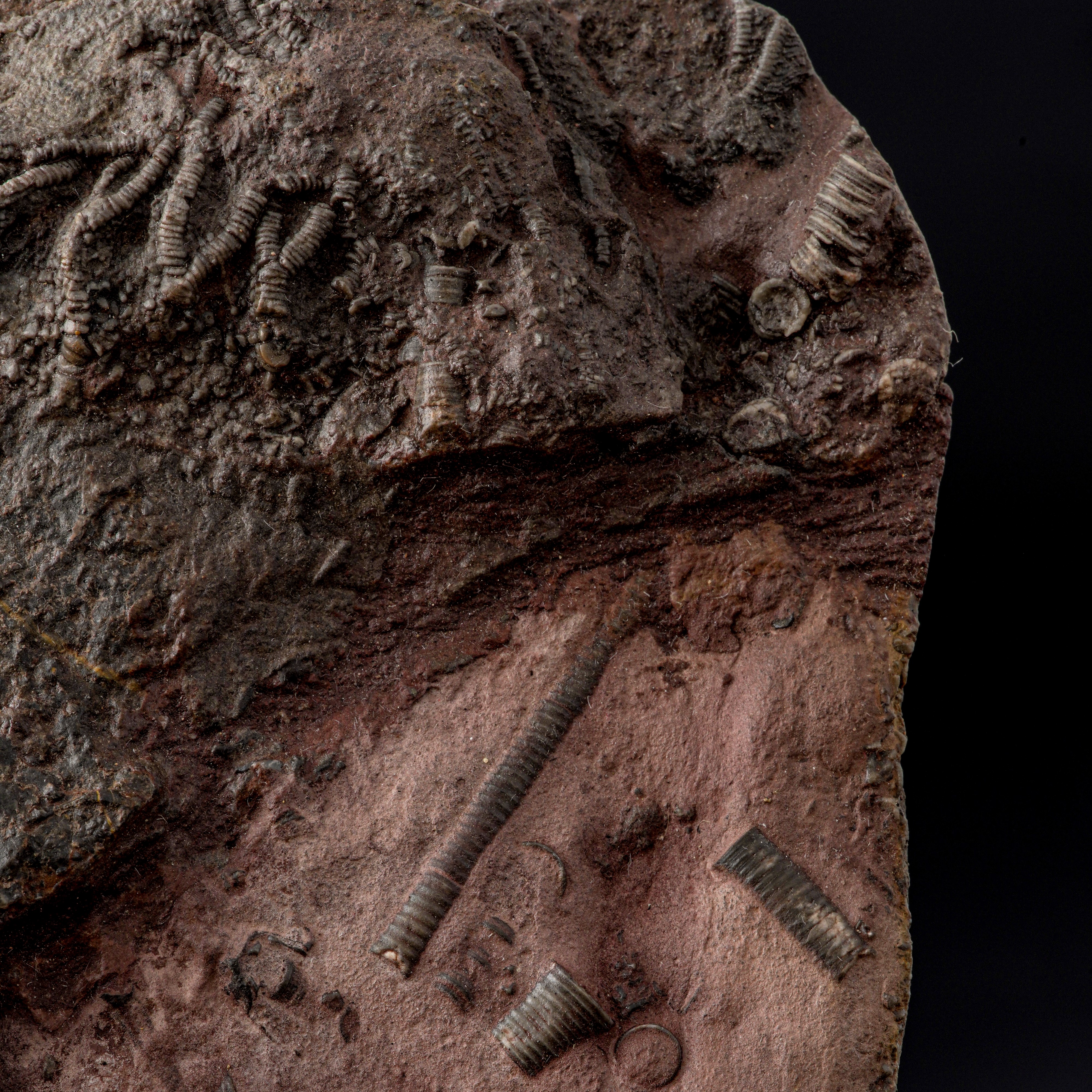 Crinoidea Miller, Rarissimo esemplare fossile del Devoniano su lastra in pietra ricomposta