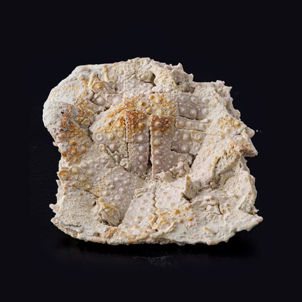 Echinoderme  - Metazoi Deuterostomi sp.<BR>Tripneustes Parkinsoni (Agassiz, 1847)