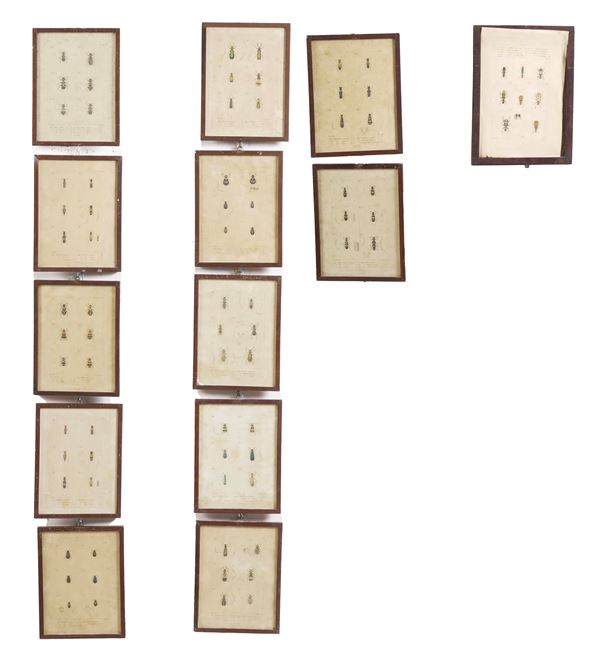 Serie di stampe con coleotteri