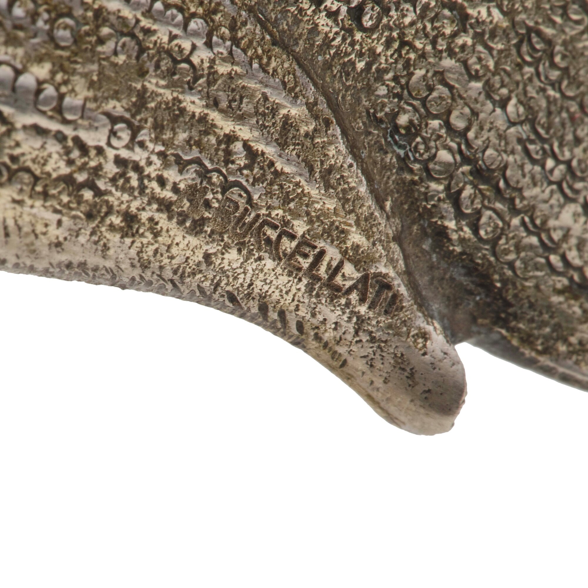 M. Buccellati. Oggetto Decorativo a Forma di Pesce