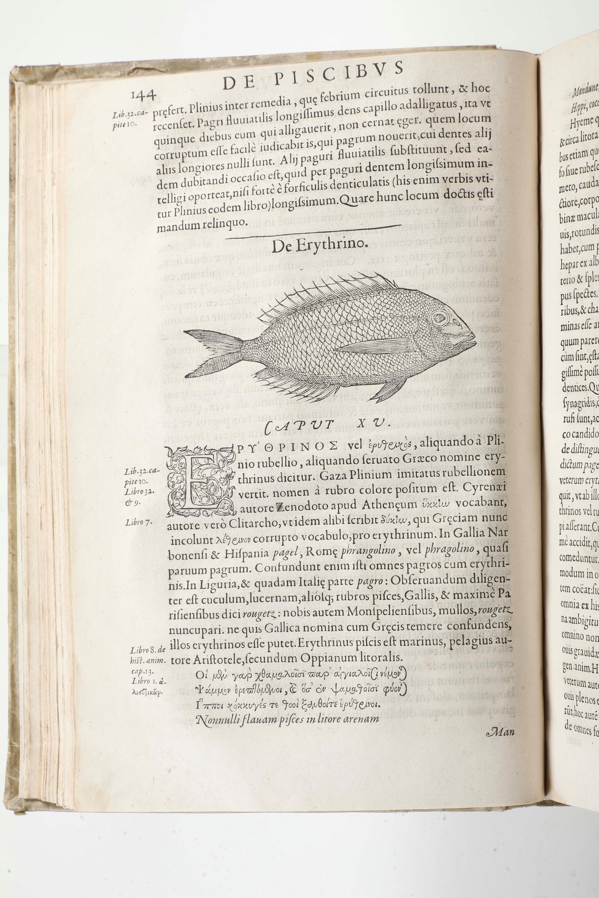 Rondelet, Guillelmus (1507-1566), Libri de piscibus marinis, Universae aquatilium, in-folio, Lugd...