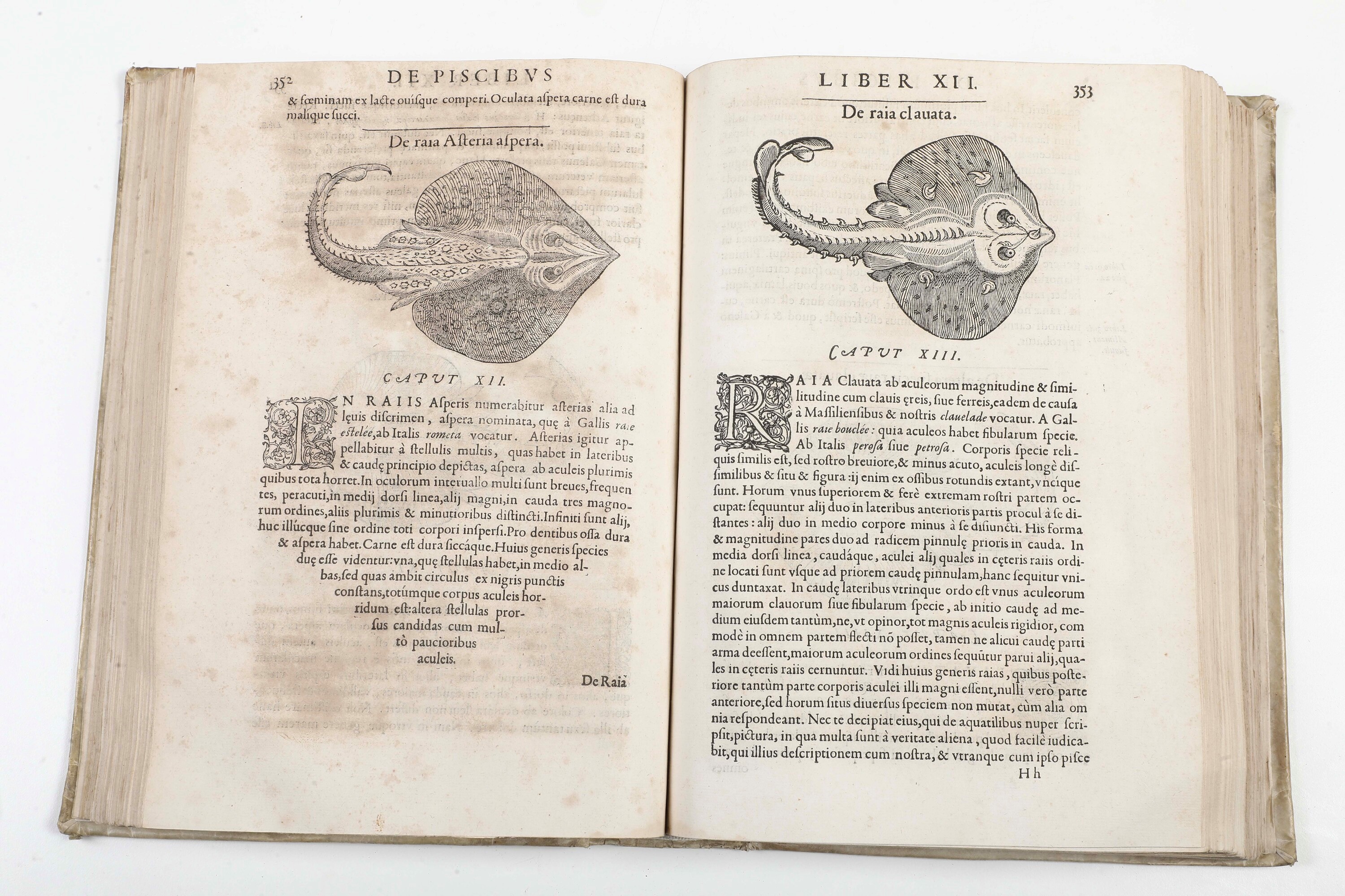 Rondelet, Guillelmus (1507-1566), Libri de piscibus marinis, Universae aquatilium, in-folio, Lugd...