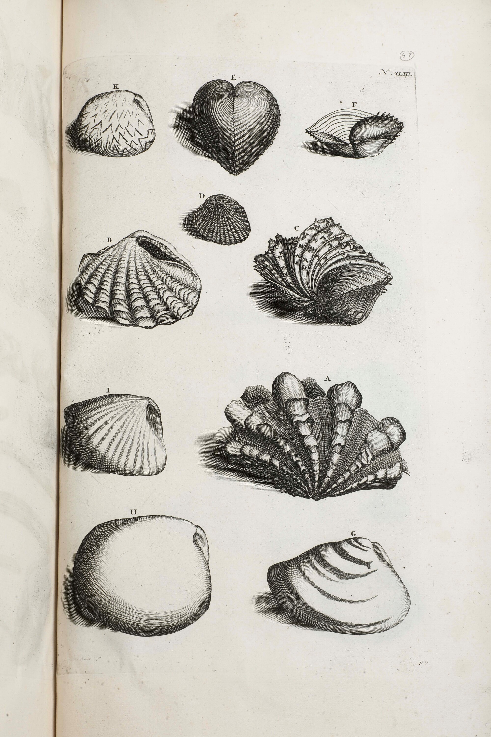 Rumphius, D’Amboinsche raritetkamer - Amsterdam, Jan Roman de Jonge, 1741