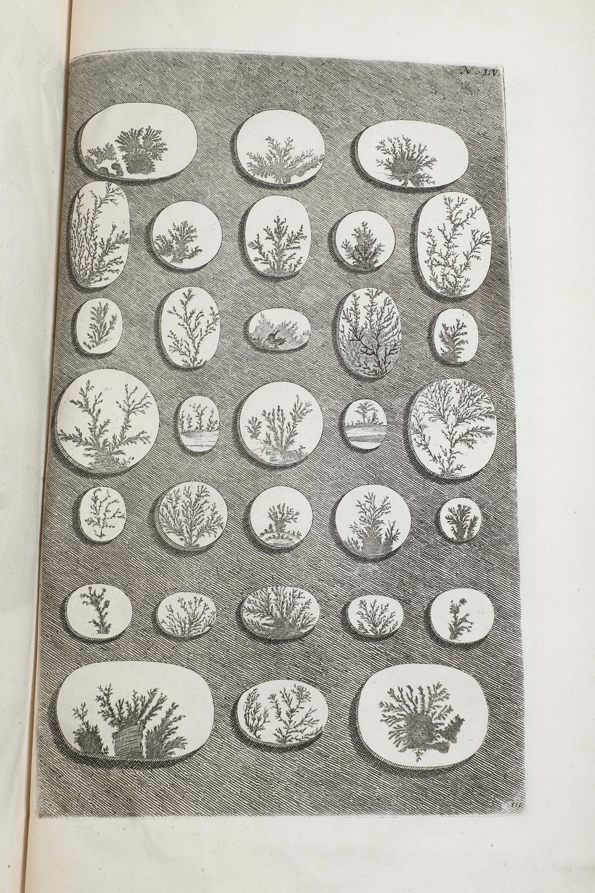 Rumphius, D’Amboinsche raritetkamer - Amsterdam, Jan Roman de Jonge, 1741