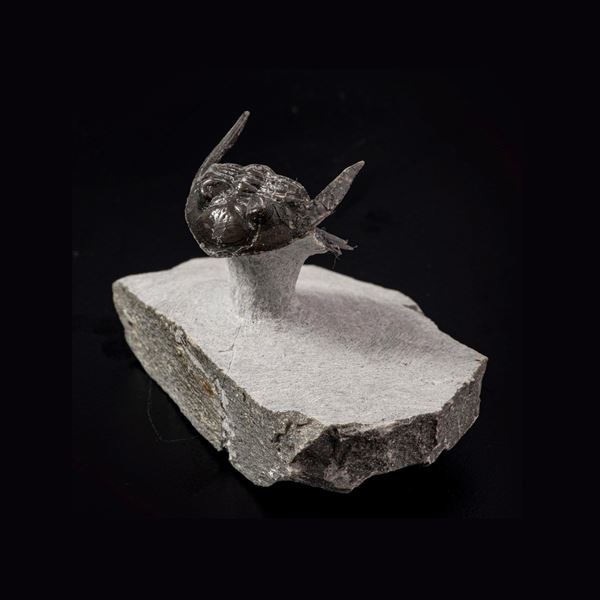 Raro trilobite Hallardops Mesocristata Uno dei primi animali a popolare i mari del Devoniano, in ottima conservazione