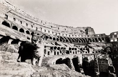Un gatto al Colosseo, stampa alla gelatina ai sali d'argento