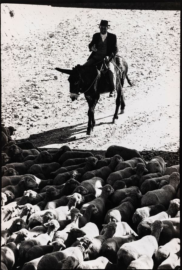 Vezio Sabatini - Pastore a cavallo con gregge di pecore