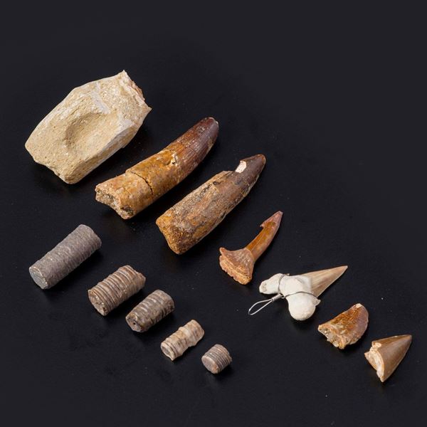 Lotto misto di denti fossili e peduncoli di crinoide 