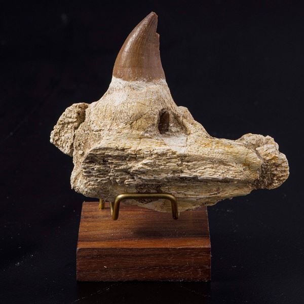 Rarissima mascella di Mosasauro sp. Leiodon Anceps, con dente sostitutivo in crescita dalla radice