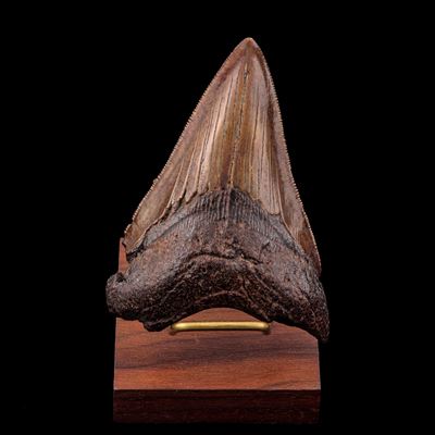 Dente di Megalodonte (Carcharocles megalodon), esemplare del Neogene (Miocene-Pliocene), Largh. 8...