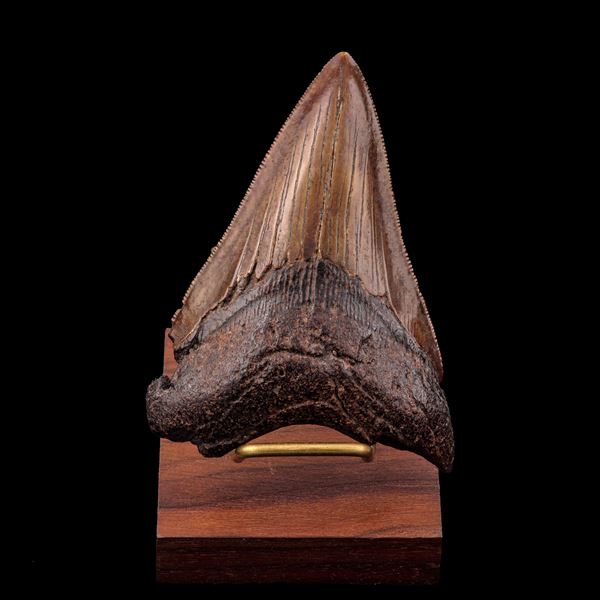 Raro dente di Megalodonte sp. Carcharocles megalodon