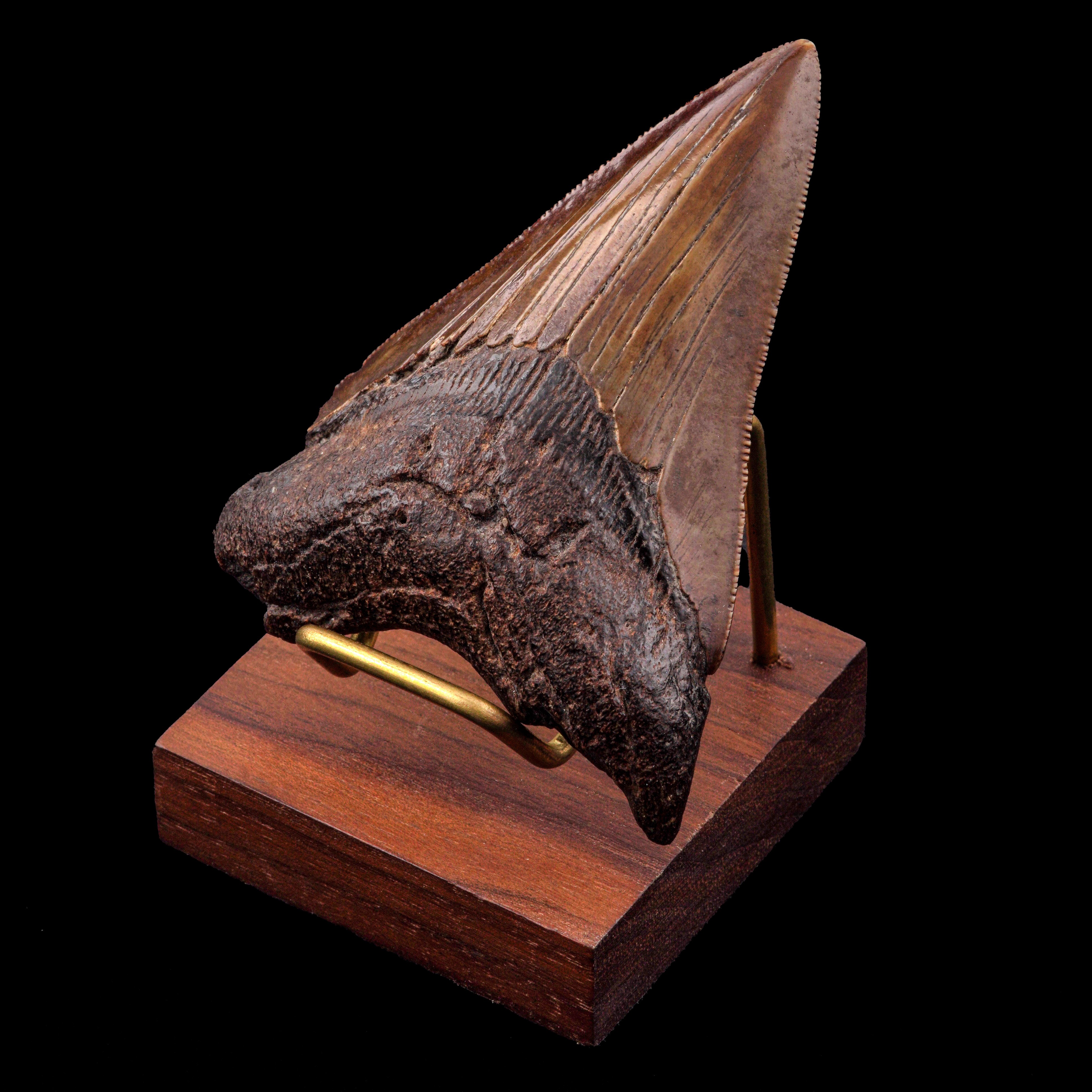 Dente di Megalodonte (Carcharocles megalodon), esemplare del Neogene (Miocene-Pliocene), Largh. 8...