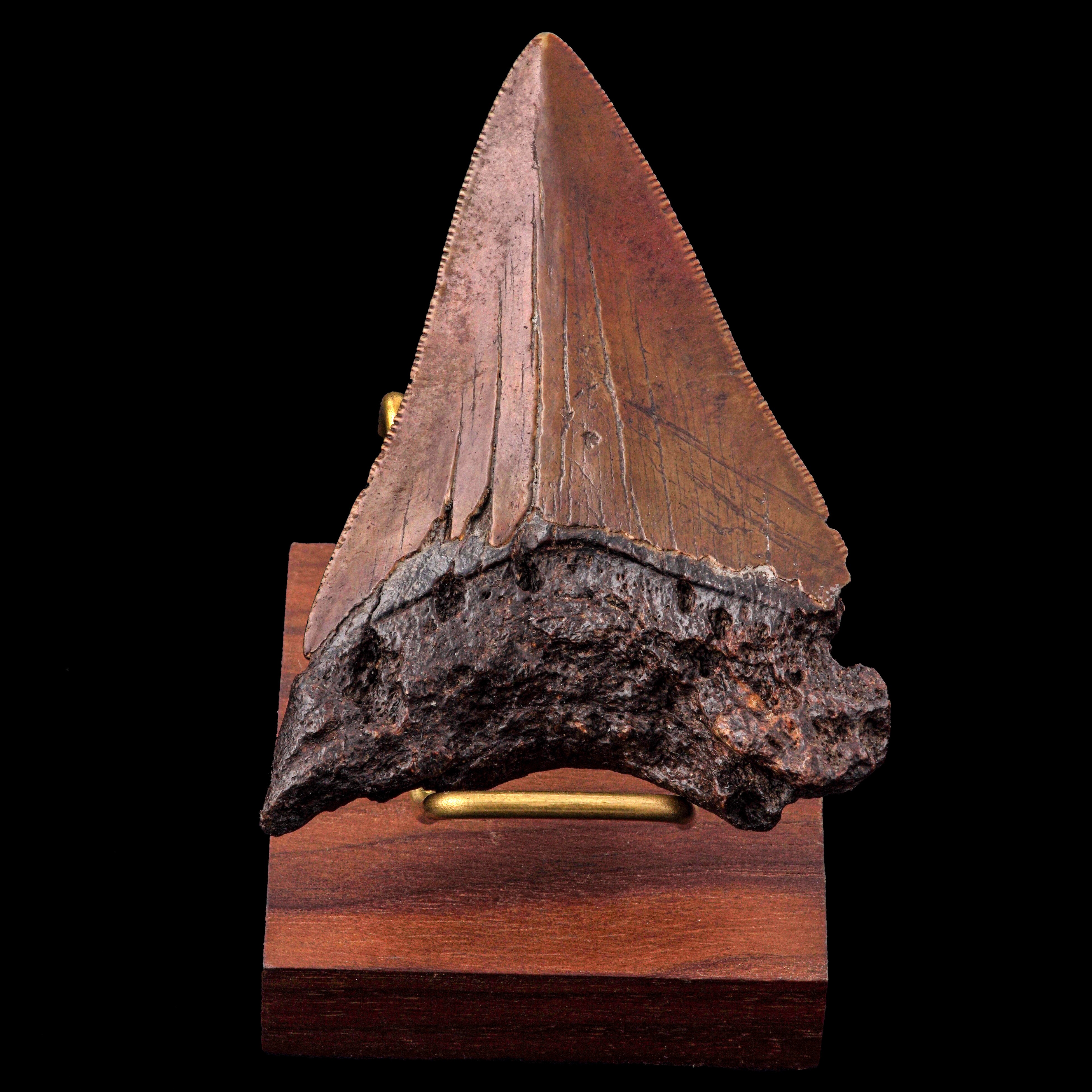 Dente di Megalodonte (Carcharocles megalodon), esemplare del Neogene (Miocene-Pliocene), Largh. 8...