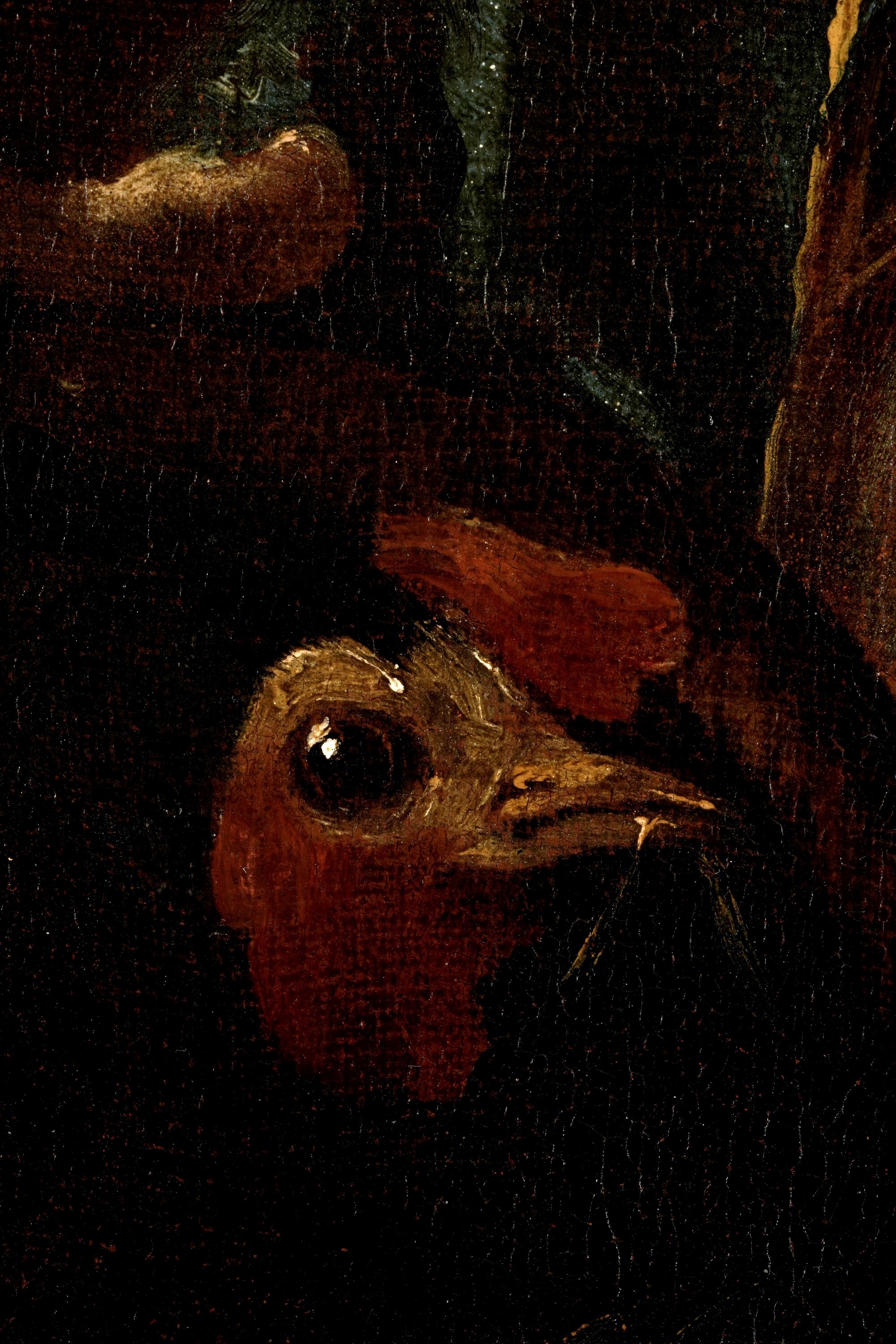 Giovanni Antonio Guardi - Testa di giovane con gallo, olio su tela