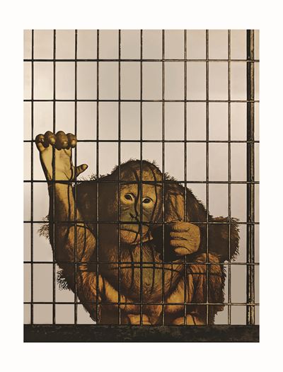 Scimmia, serigrafia su acciaio lucidato a specchio