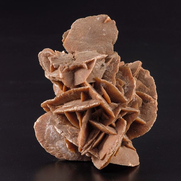 Splendida rosa del deserto