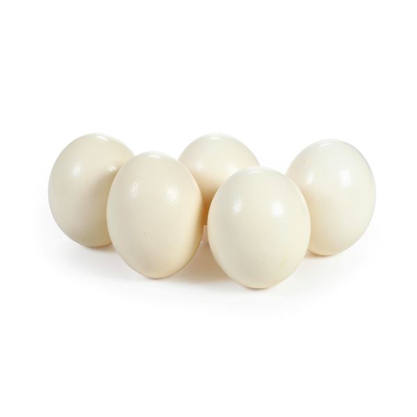 Lotto di cinque uova di struzzo