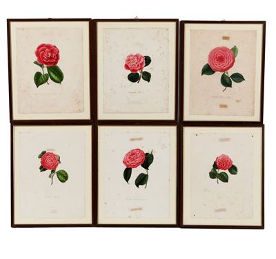 Rémond da Oudet, Sei diverse camelie, incisioni calcografiche colorate su disegno di J.J. Lung