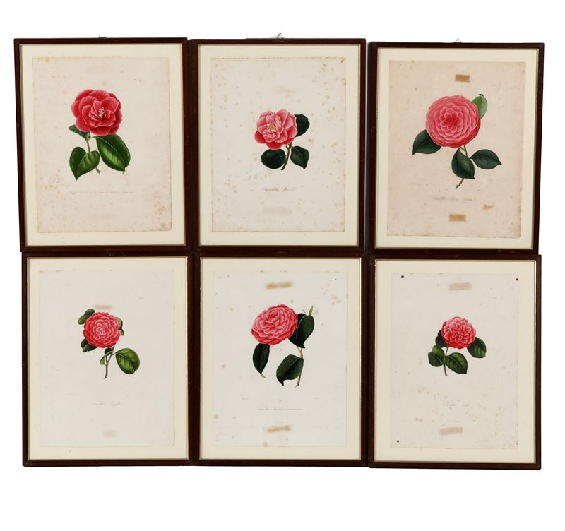 Rémond da Oudet Sei diverse camelie  - Asta Antiquariato - Cambi Casa d'Aste