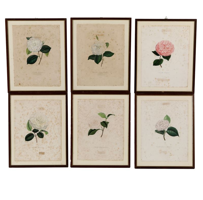 Rémond da Oudet Serie di sei Camelie  - Auction Antiques - Cambi Casa d'Aste