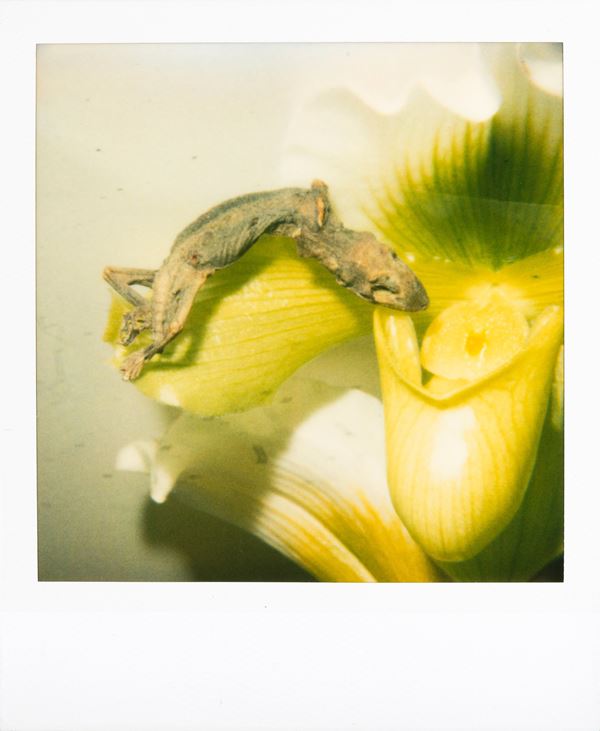 Senza titolo (geco su petalo)