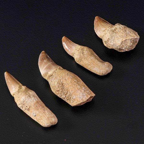 Quattro denti di Mosasauro con radice<BR>Leiodon Anceps