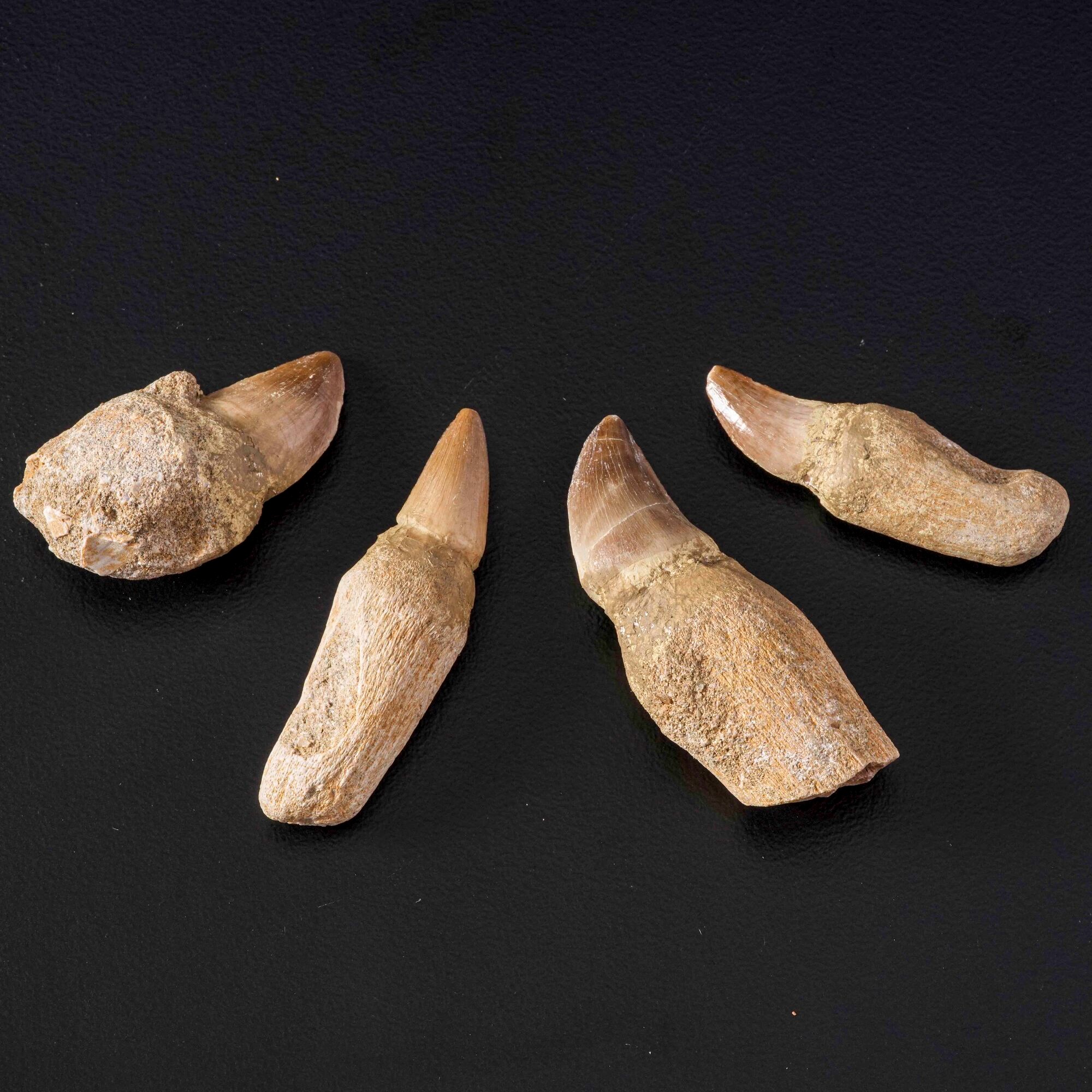 Quattro denti di Mosasauro con radice Leiodon Anceps