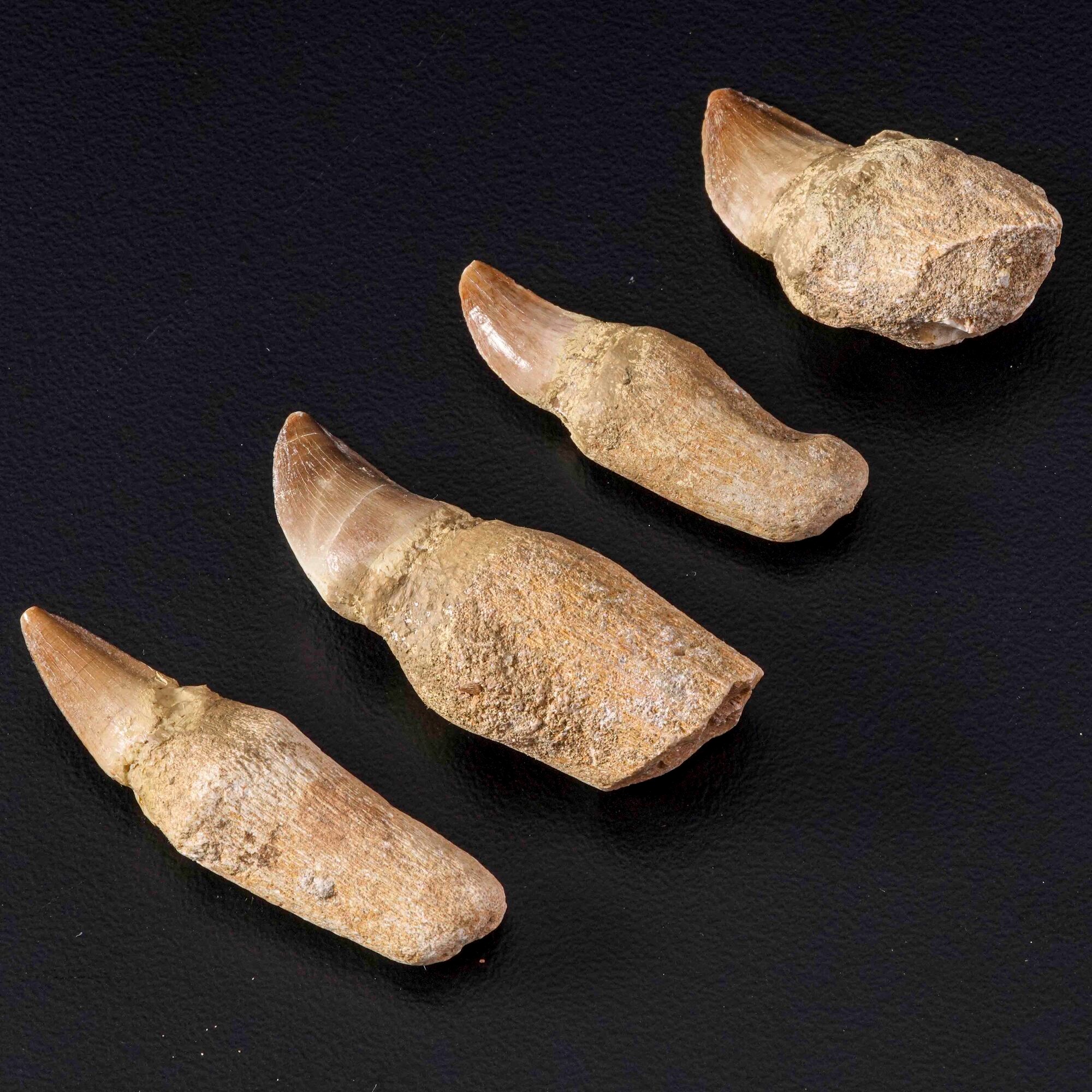 Quattro denti di Mosasauro con radice Leiodon Anceps